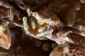 Porcelein crab's face details. No crop. by Mehmet Salih Bilal 